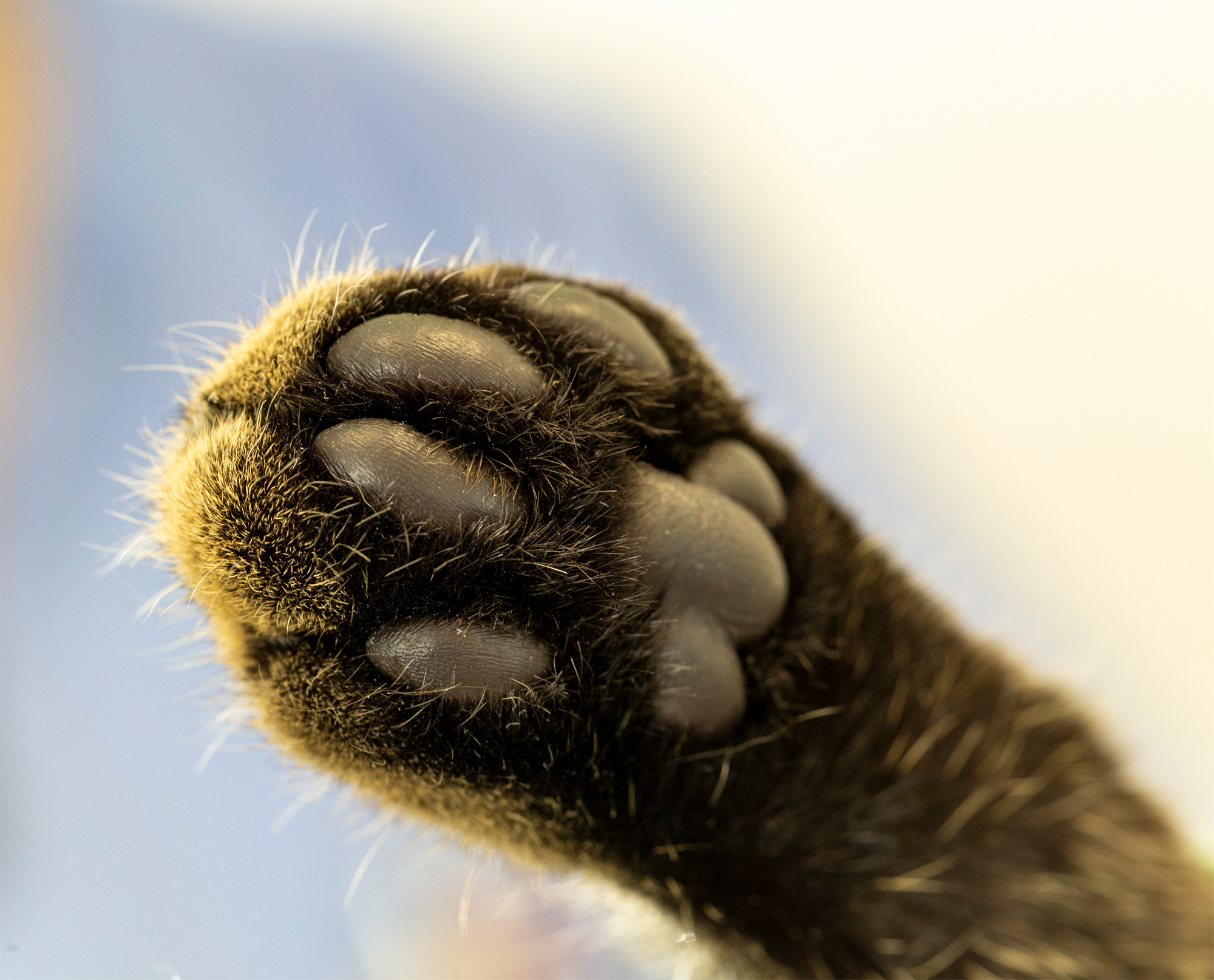 cat-paw9378B412-4181-3073-5943-1F58B8BB73B0.jpg